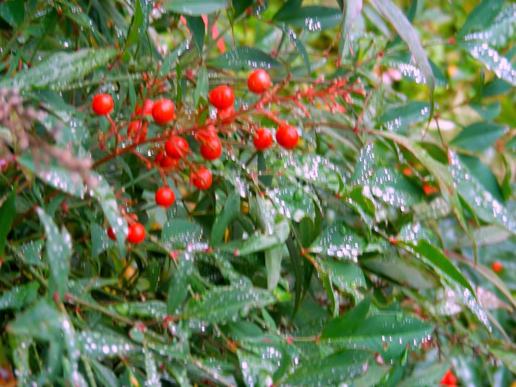 DSCN8287-1.jpg