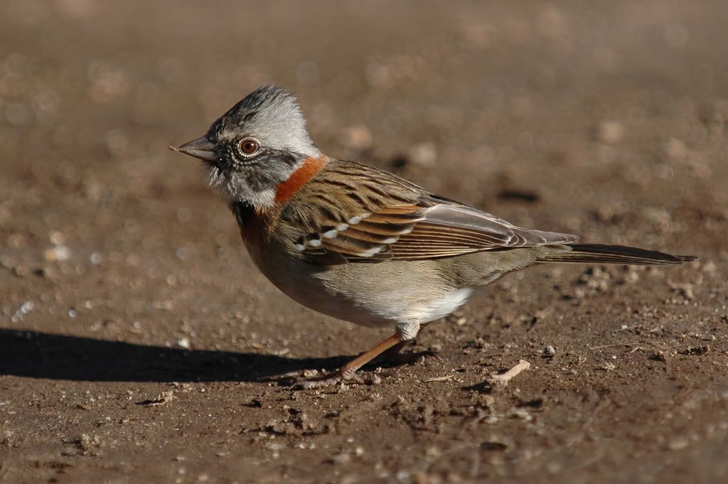 DSC_1967.jpg