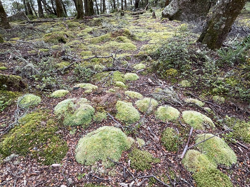 54326238902_3c37c6676d_c.jpg