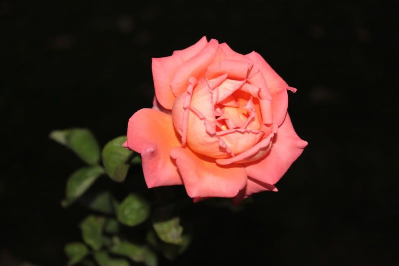 IMG_3200.jpg