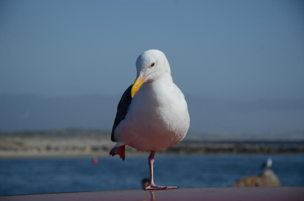 DSC_1063.jpg