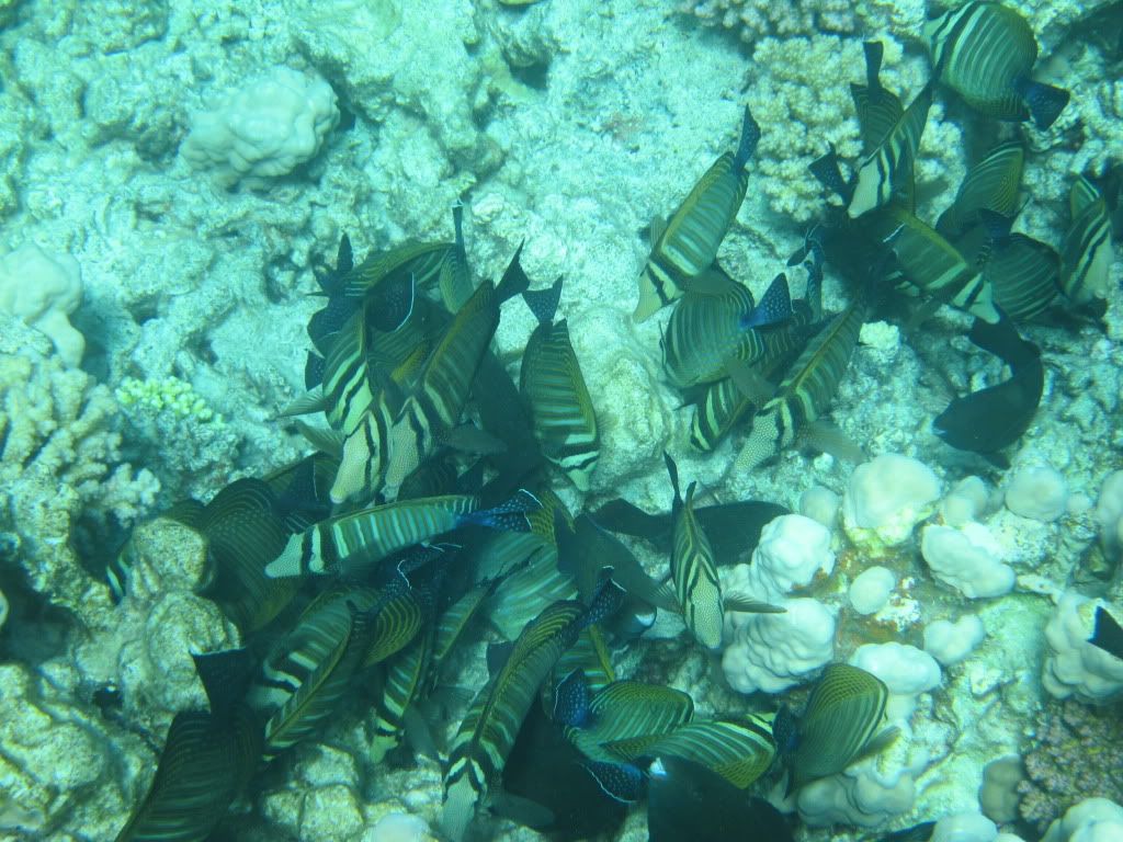IMG_2098.jpg