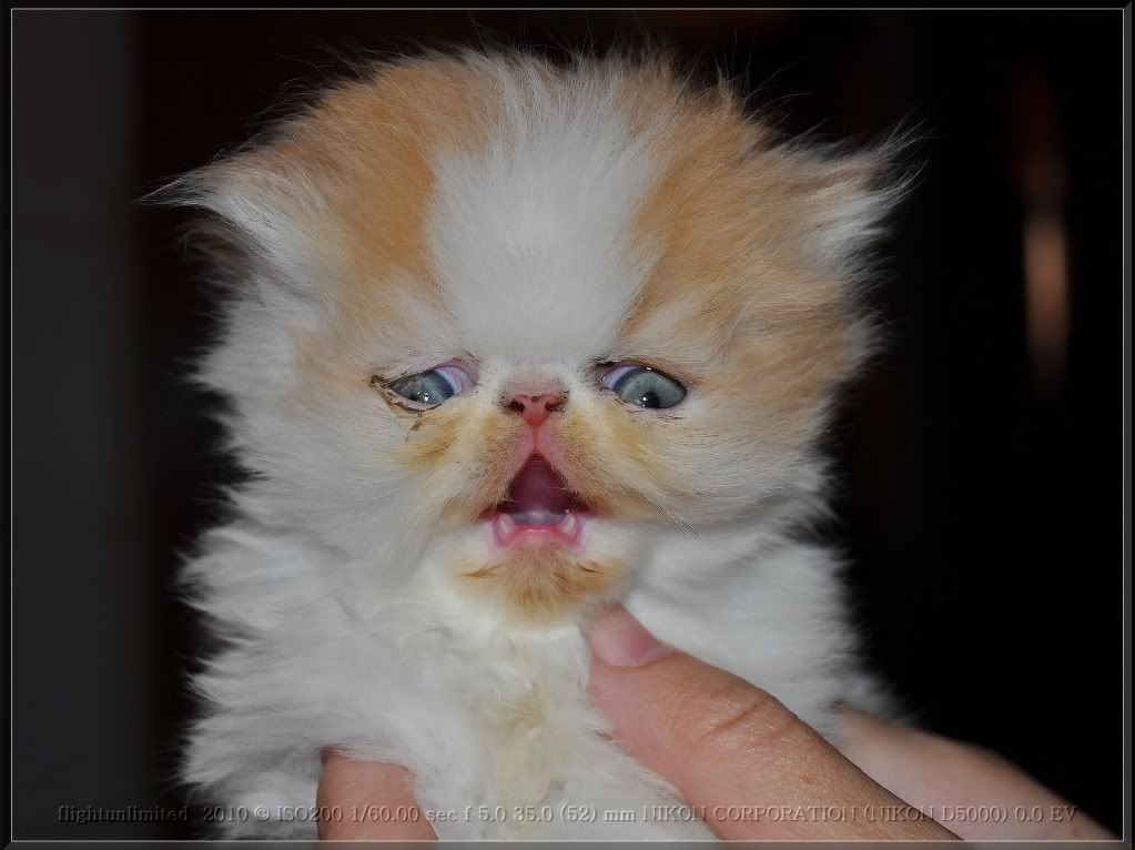 DSC_0012_hf.jpg