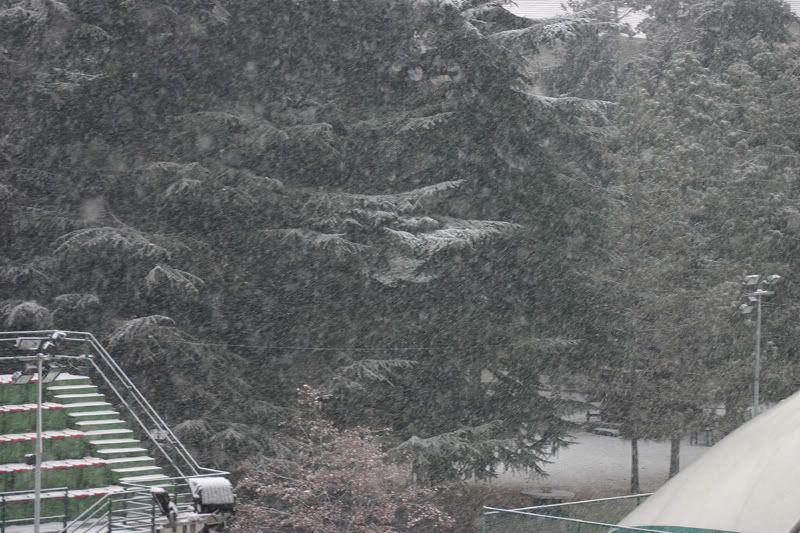 neve2.jpg