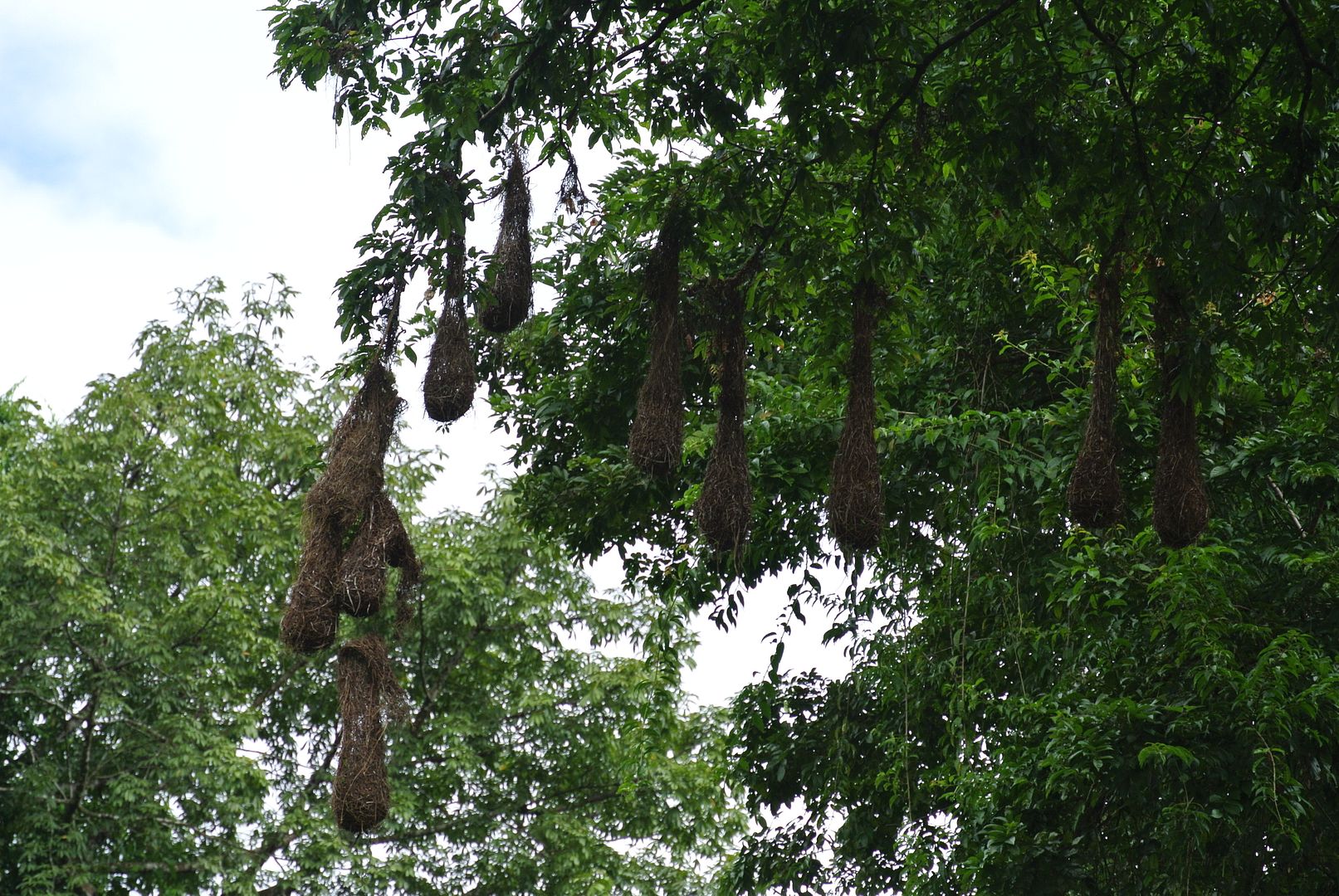DSC_8370_zpsgkjxpt3x.jpg