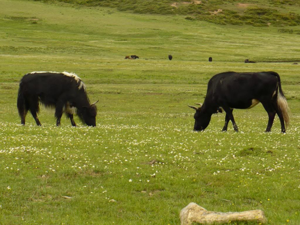 P1010244.jpg