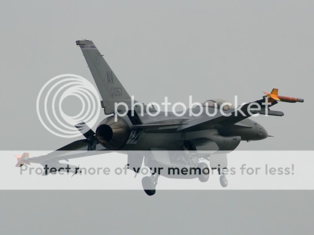 buzzard3.jpg